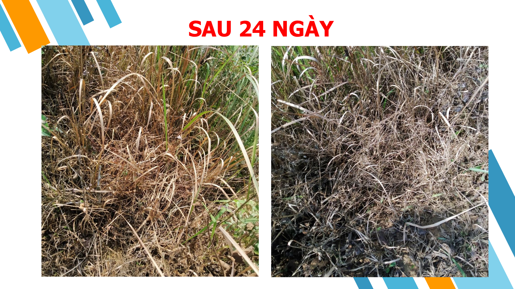 Hiệu lực thuốc trừ cỏ SUNFOSINAT™ 200SL (Glufosinate Ammonium 200g/l) trên Cỏ vừng, cỏ tranh