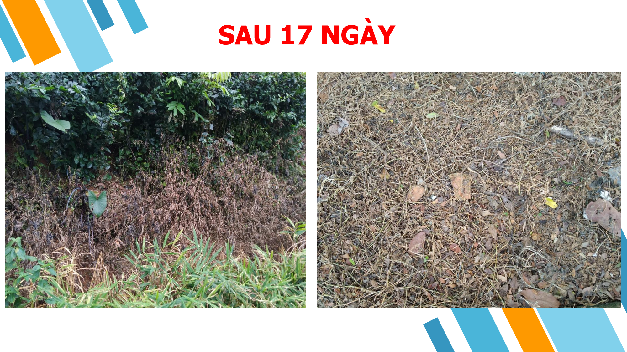 Hiệu lực thuốc trừ cỏ SUNFOSINAT 200SL (Glufosinate Ammonium 200g/l) trên Thài lài, Lá lốt, Mần trầu